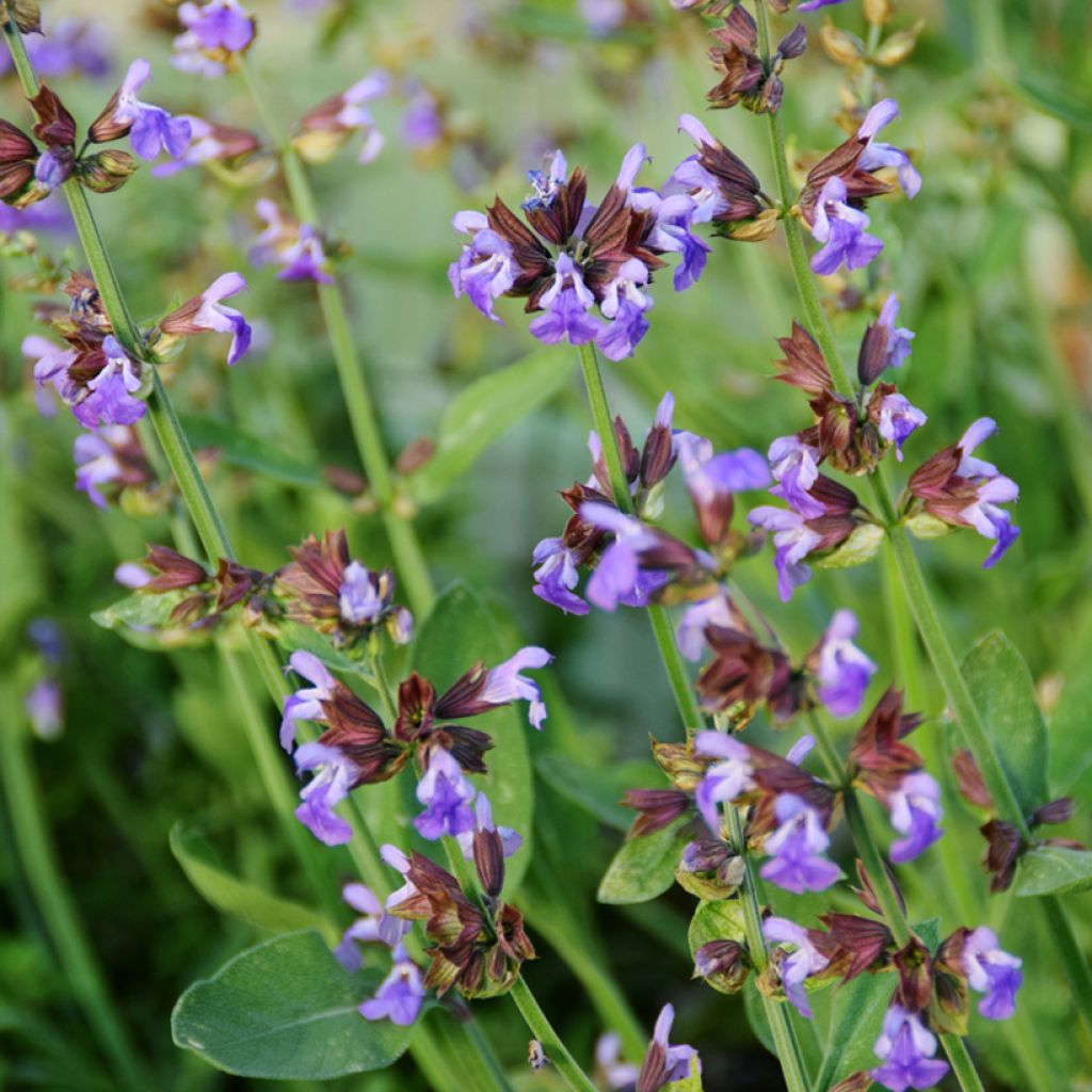 Sauge officinale - Salvia officinalis