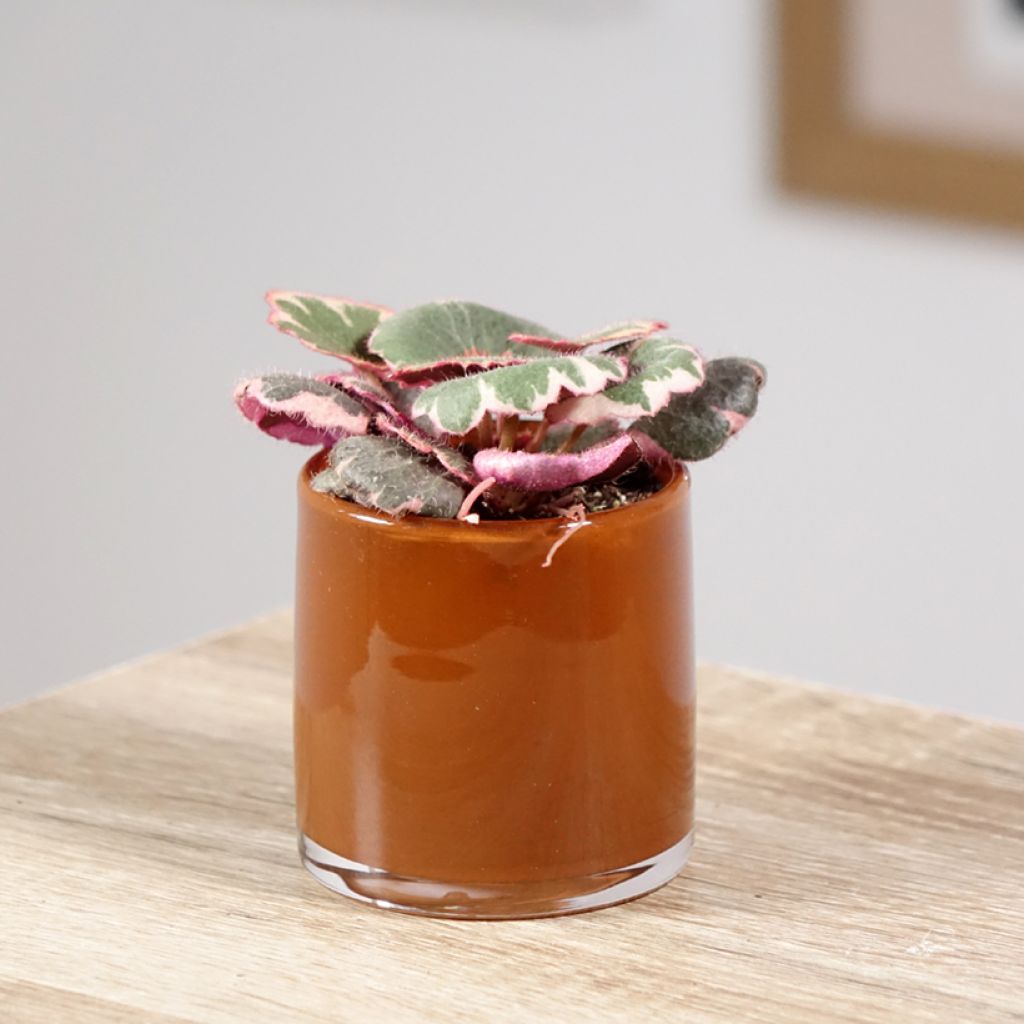 Saxifraga stolonifera Variegata - Saxifrage araignée