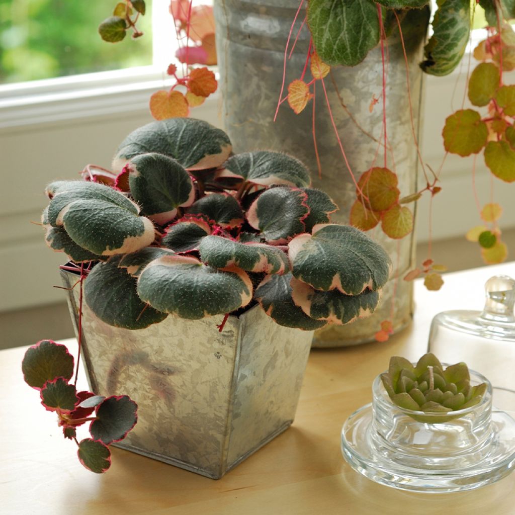 Saxifraga stolonifera Variegata - Saxifrage araignée