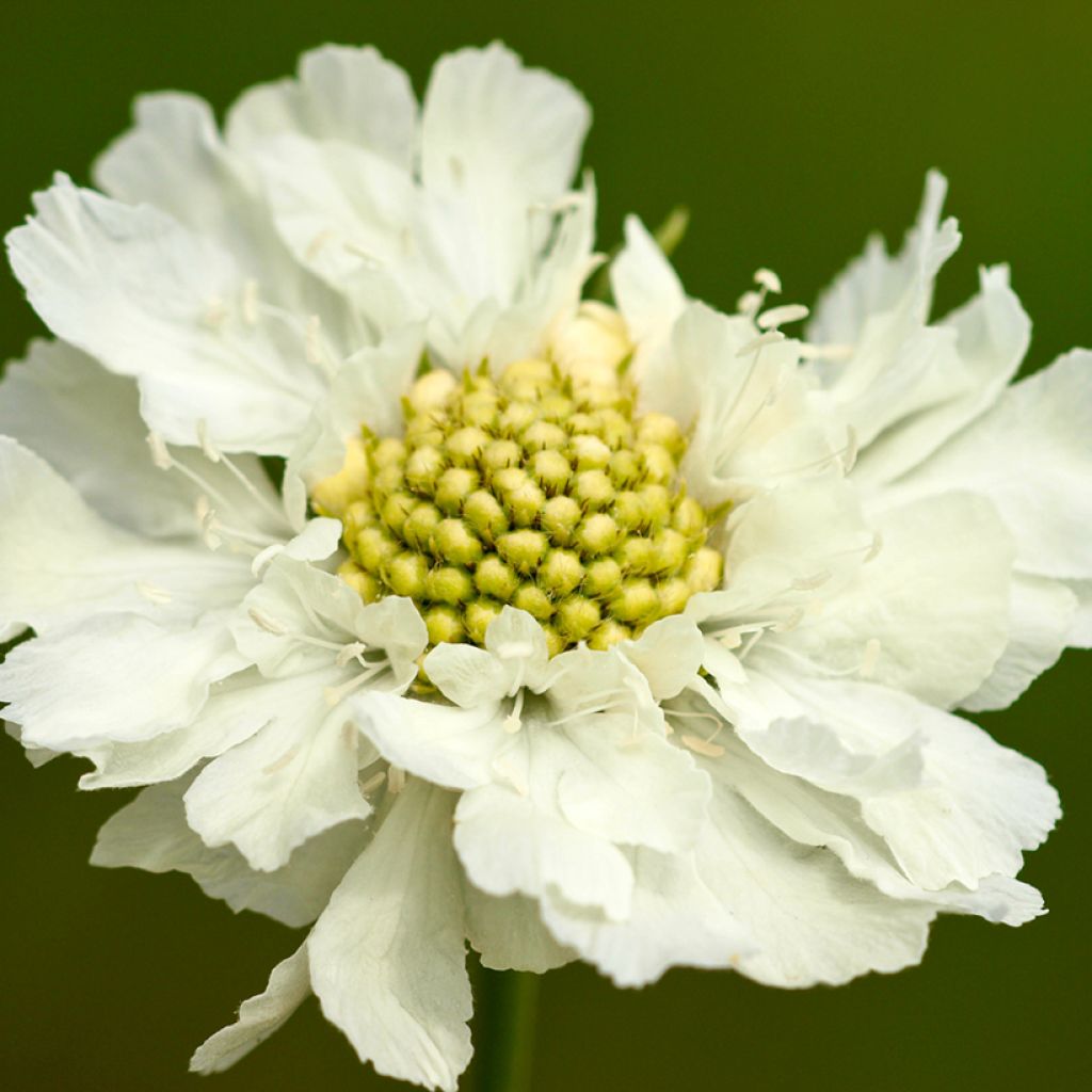 Scabieuse du Caucase - Scabiosa caucasica Alba