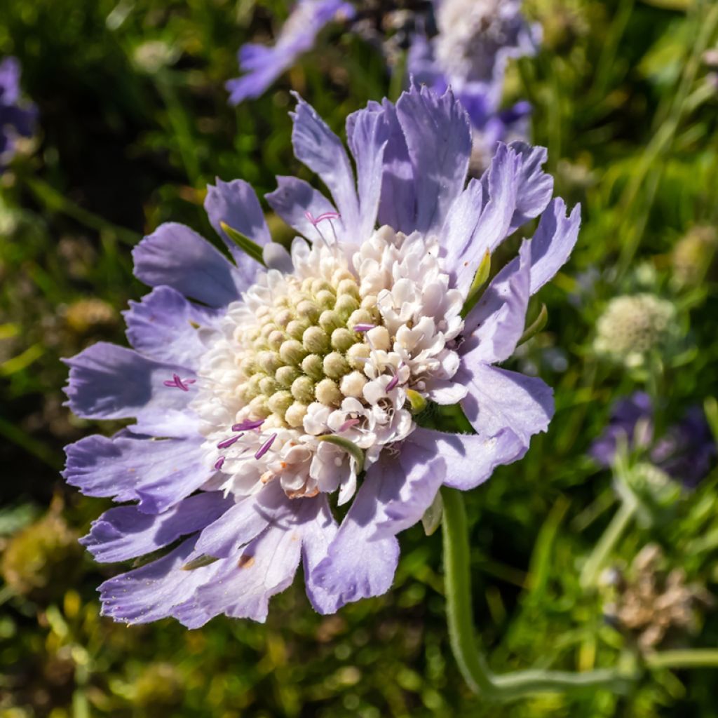 Scabieuse du Caucase - Scabiosa caucasica Perfecta