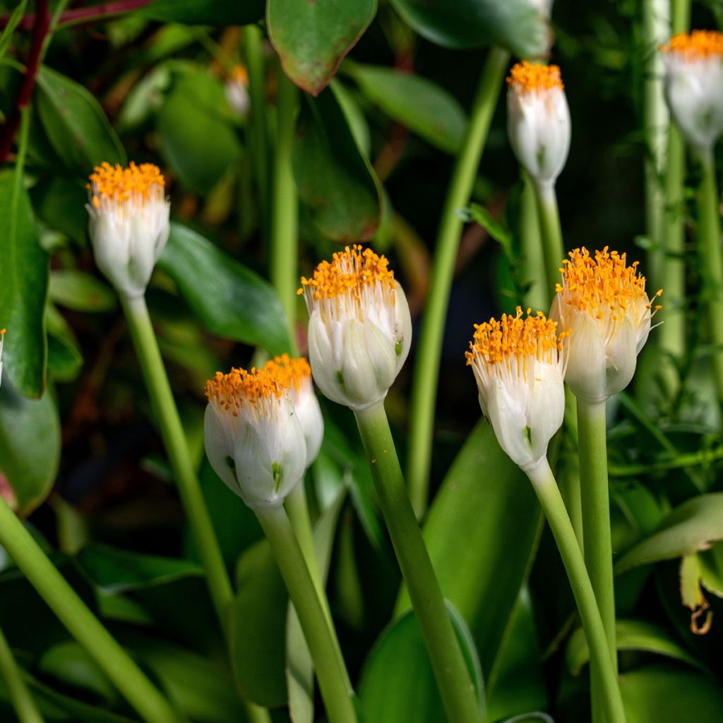 Haemanthus albiflos