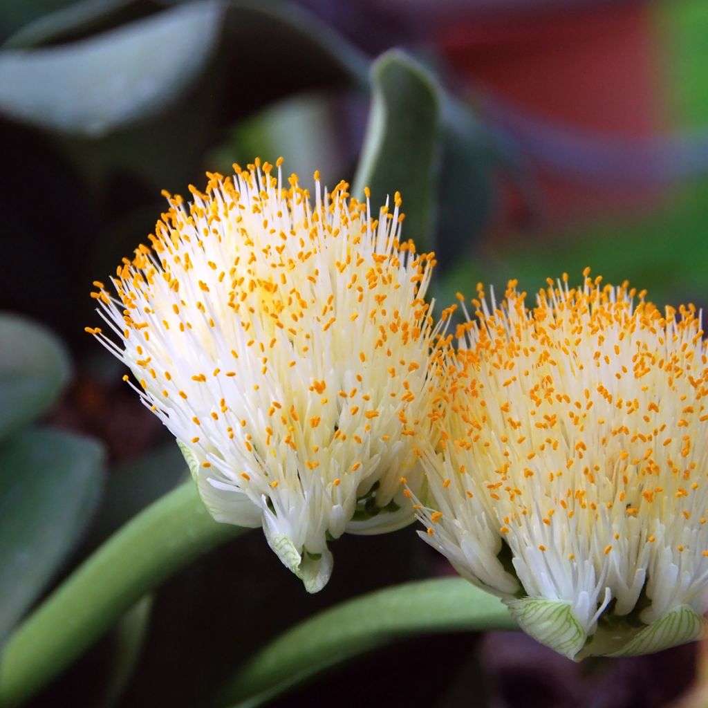 Haemanthus albiflos