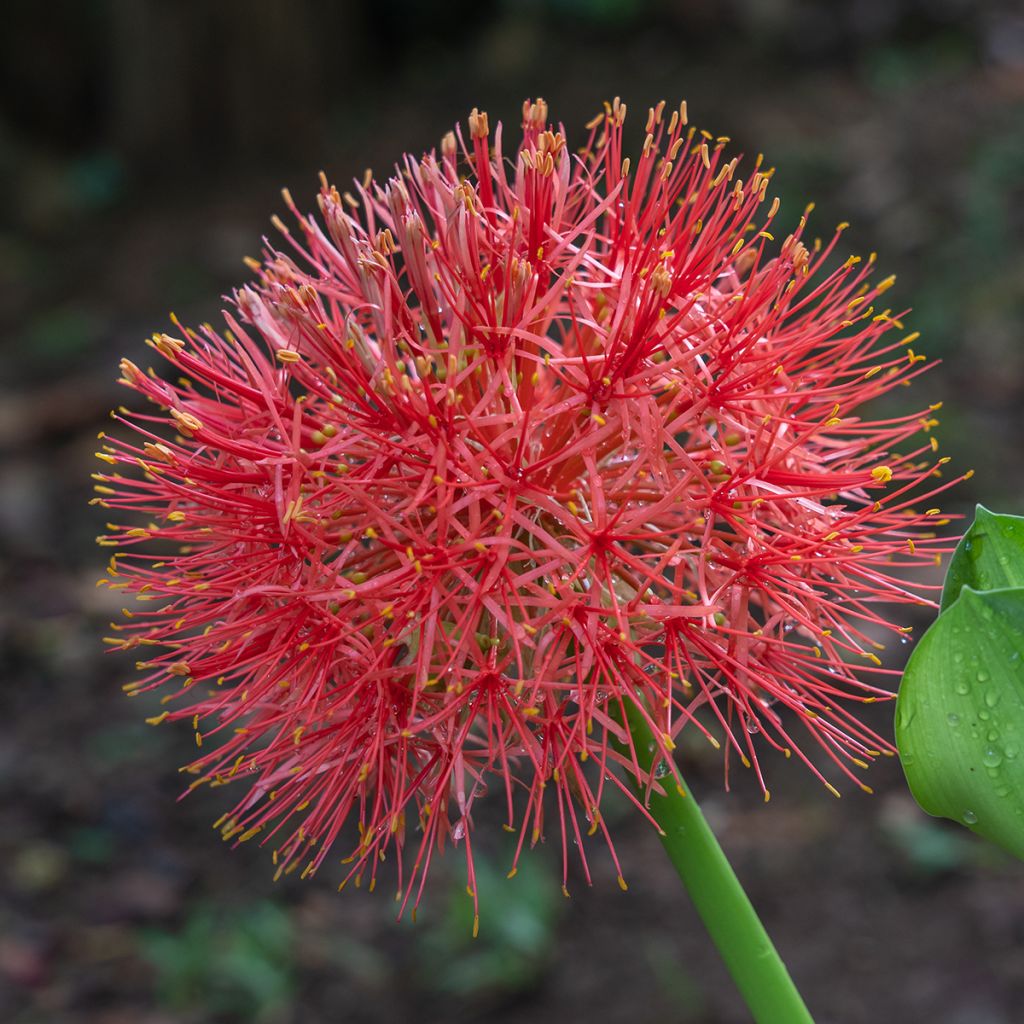 Scadoxus multiflorus