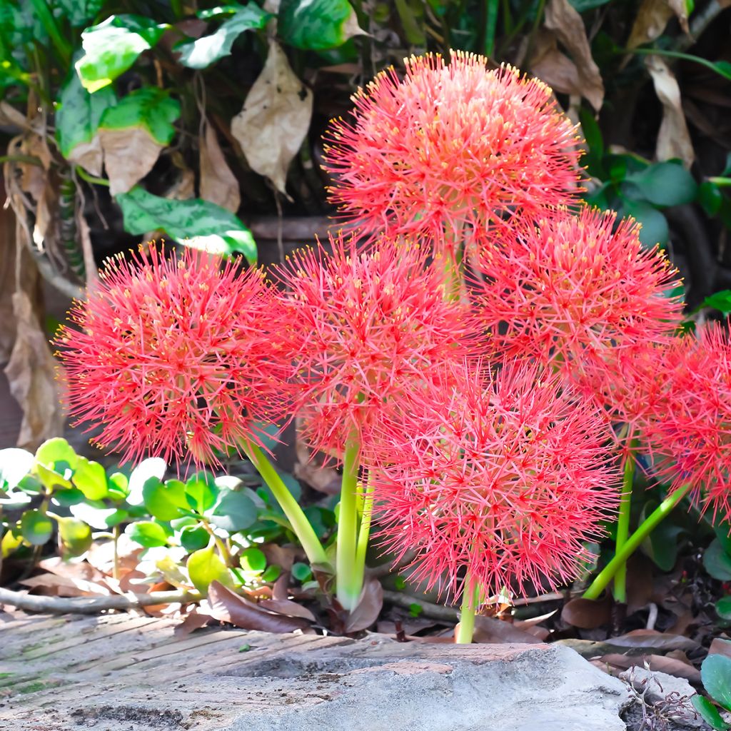 Scadoxus multiflorus