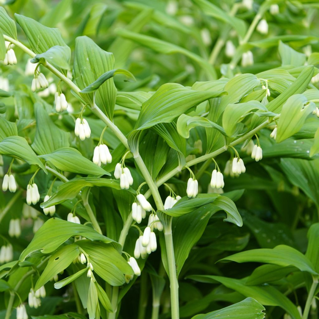 Sceau de Salomon - Polygonatum commutatum