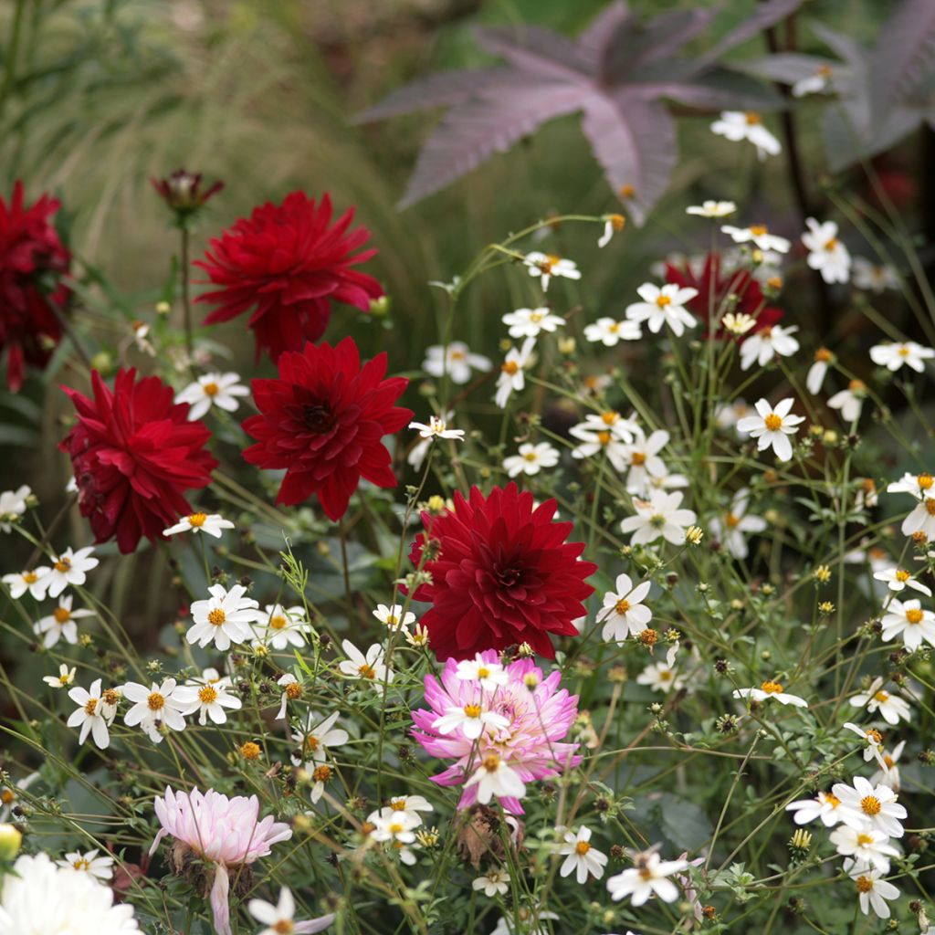Dahlia décoratif Charles de Gaulle