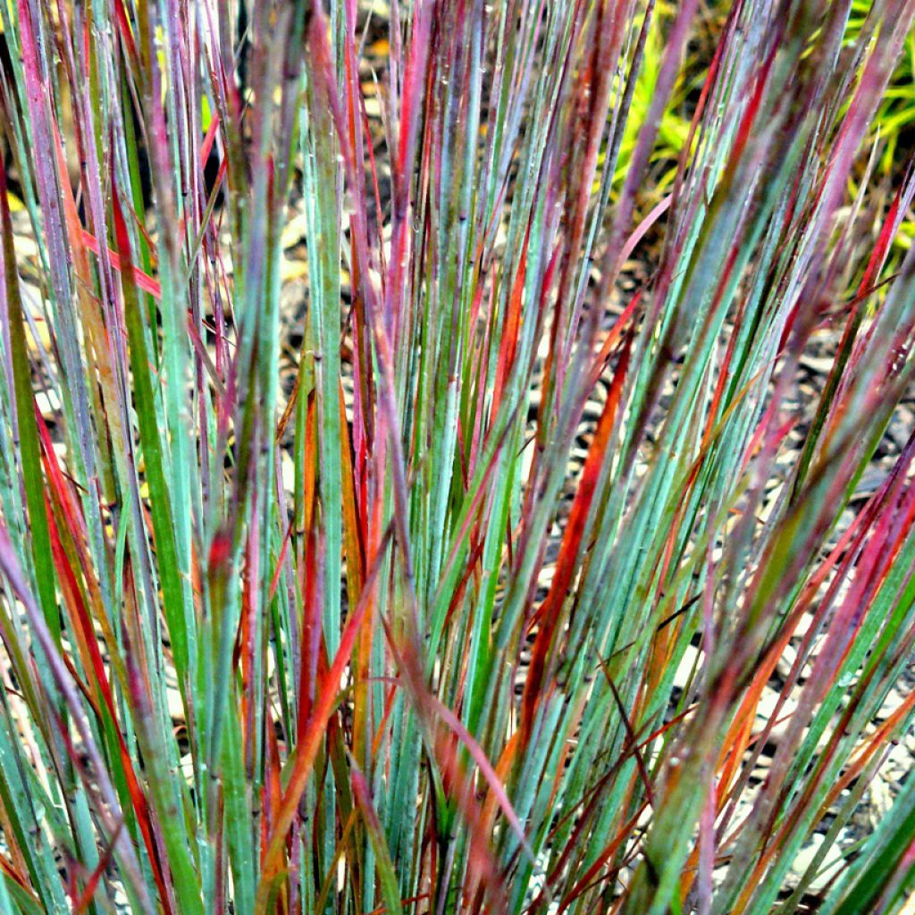 Schizachyrium Colorado - Herbe à balais