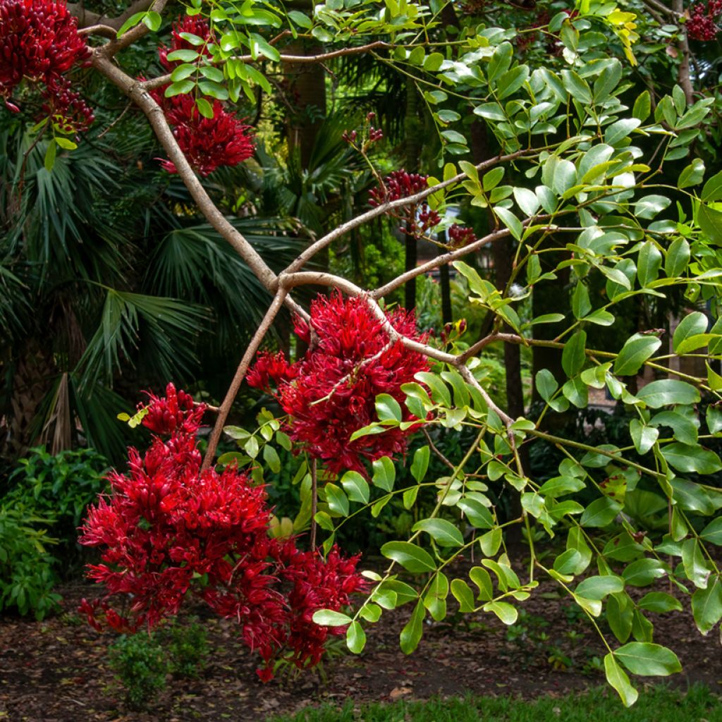 Schotia brachypetala - Haricot pleureur
