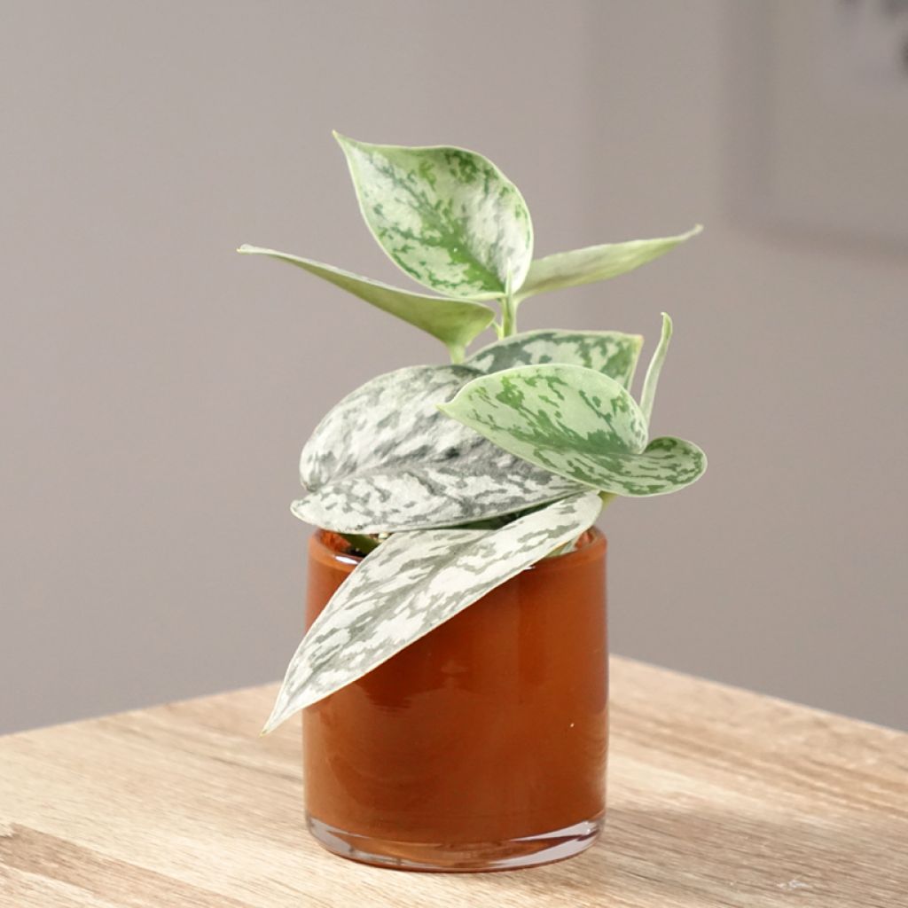 Scindapus pictus - Pothos argenté