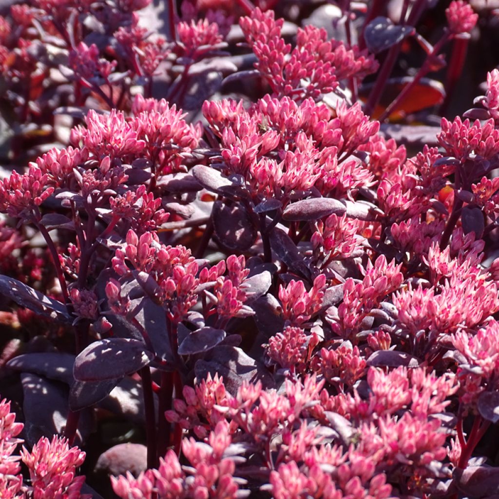 Sedum Chocolate Cherry - Orpin reprise