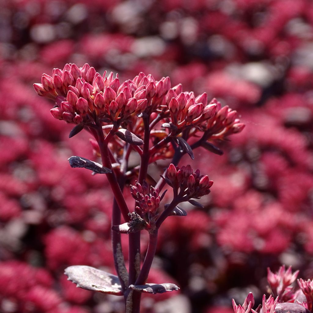 Sedum Chocolate Cherry - Orpin reprise