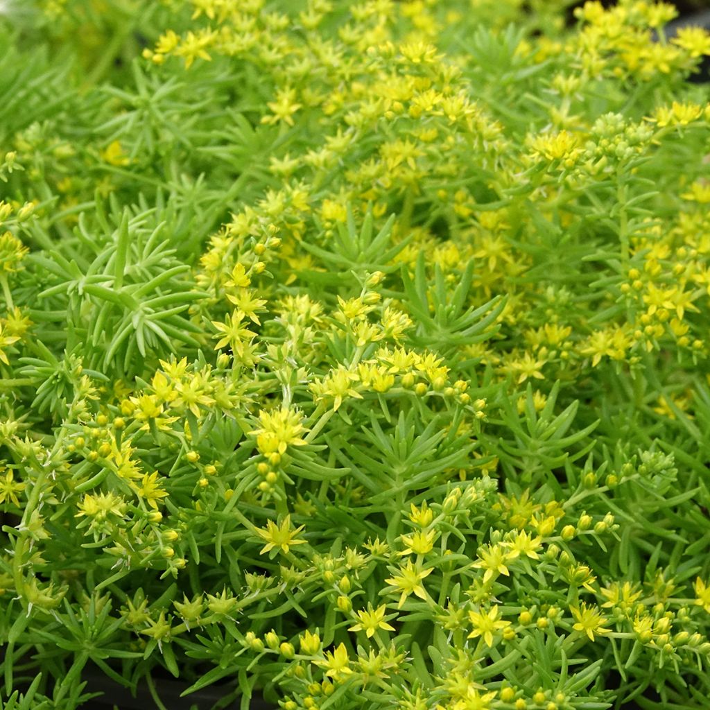 Sedum Lemon Ball - Orpin rampant