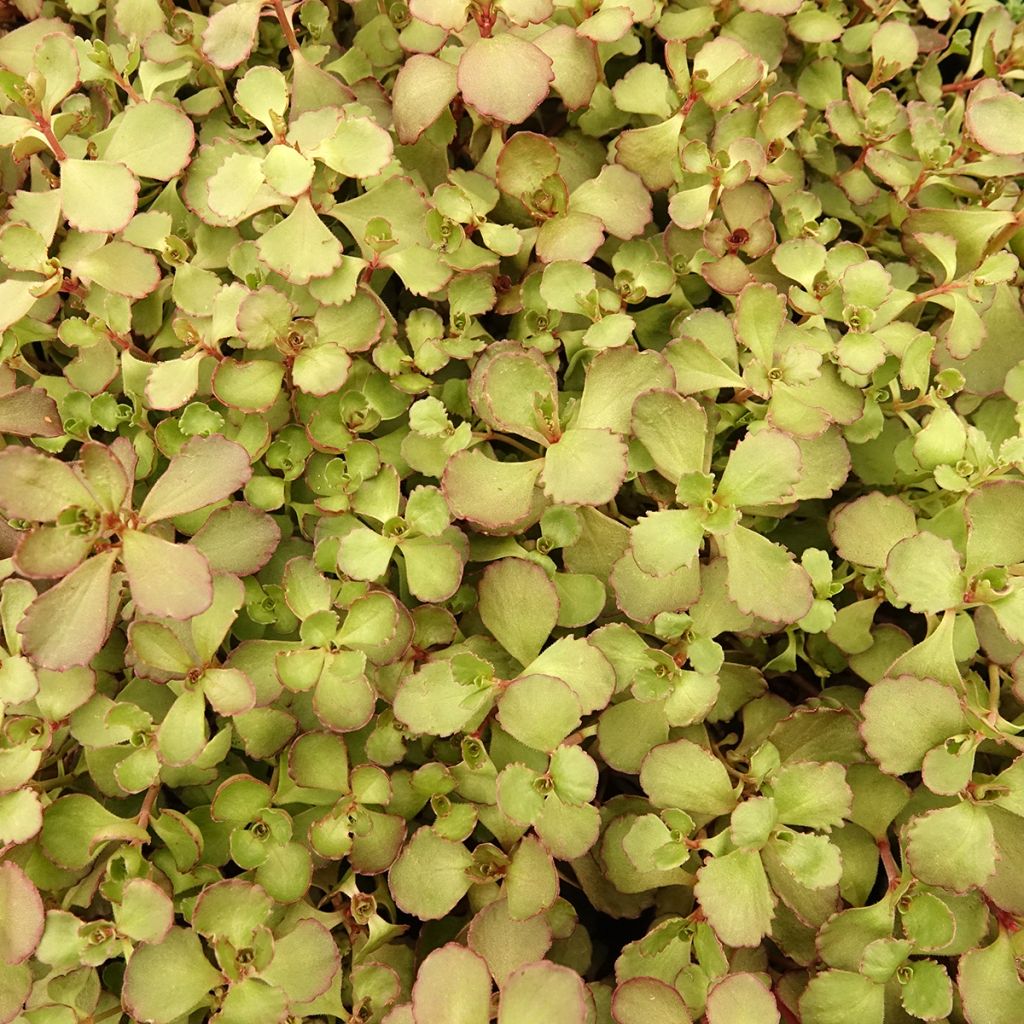 Sedum spurium Woodoo - Orpin