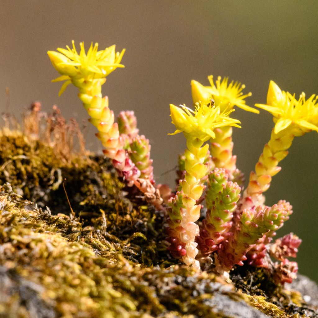 Graines de Sedum acre - Orpin jaune