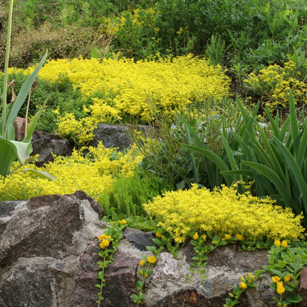Graines de Sedum acre - Orpin jaune
