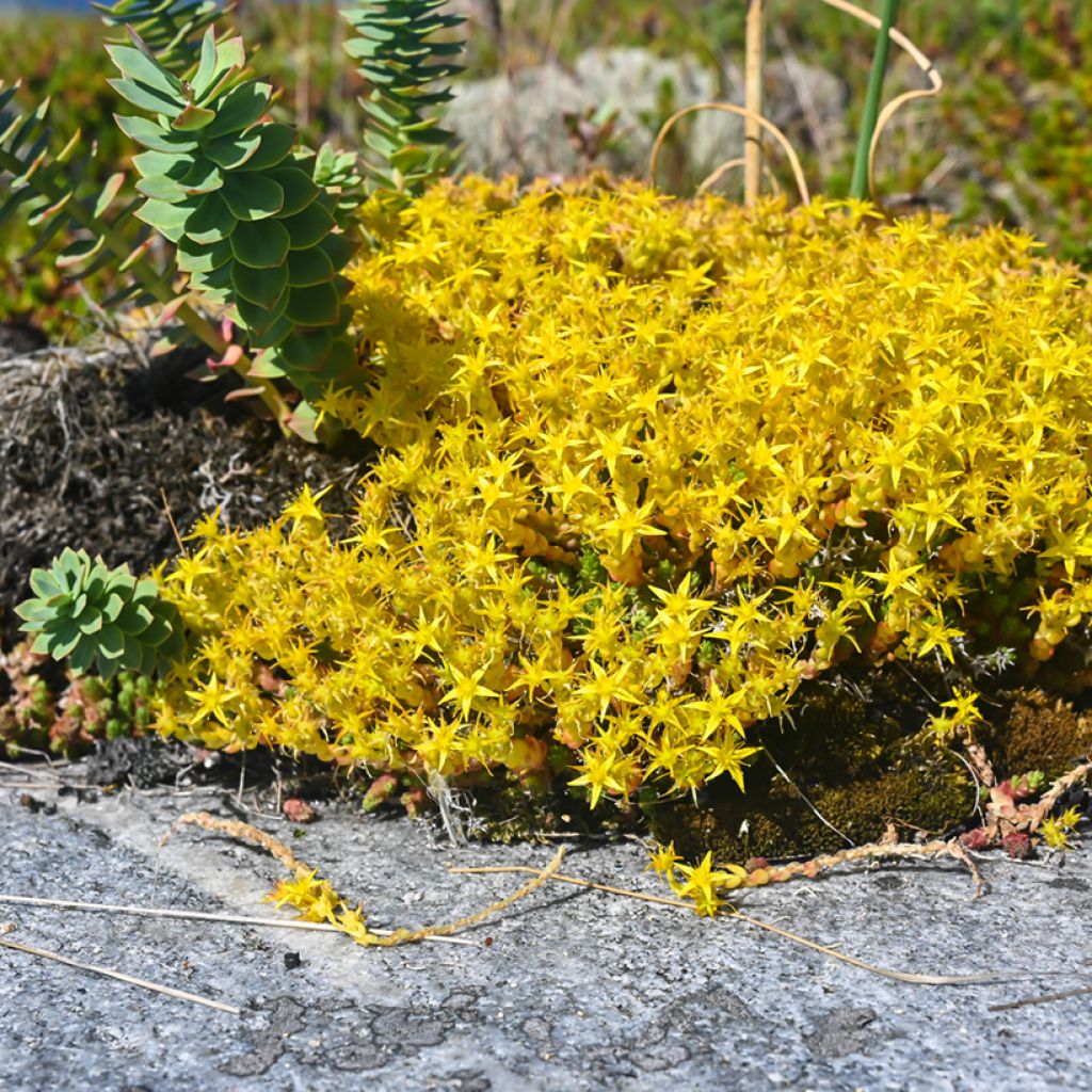 Graines de Sedum acre - Orpin jaune