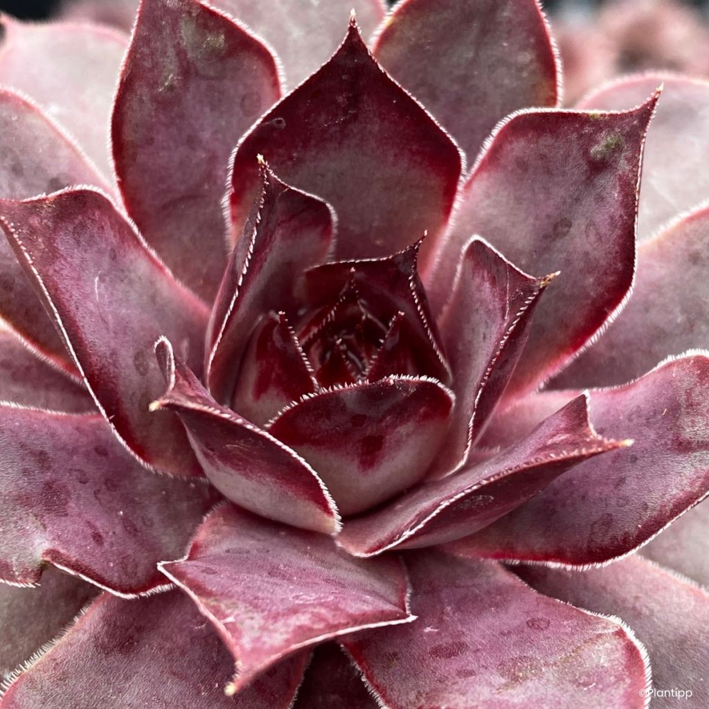 Sempervivum Chick Charms Grape Galaxy - Joubarbe