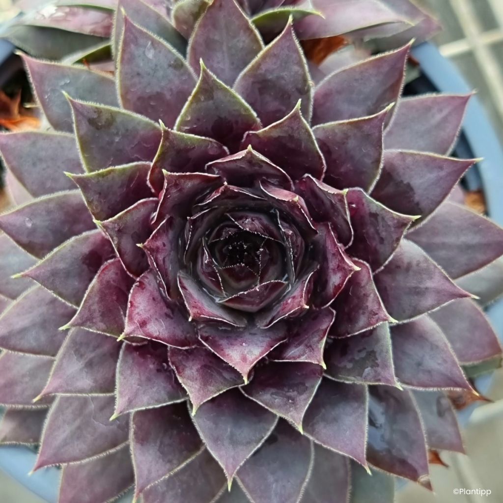 Sempervivum Chick Charms Grape Galaxy - Joubarbe