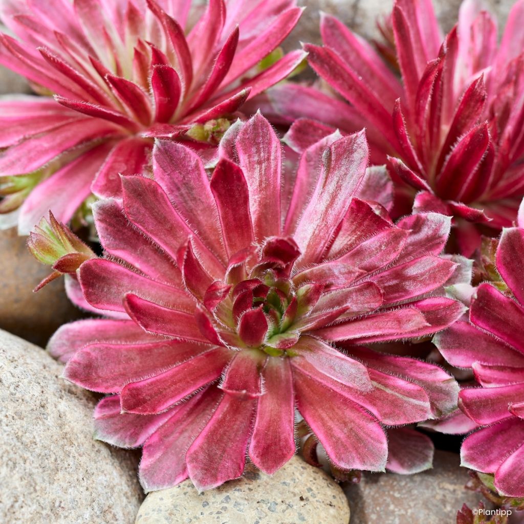 Sempervivum Chick Charms Lotus Blossom - Joubarbe