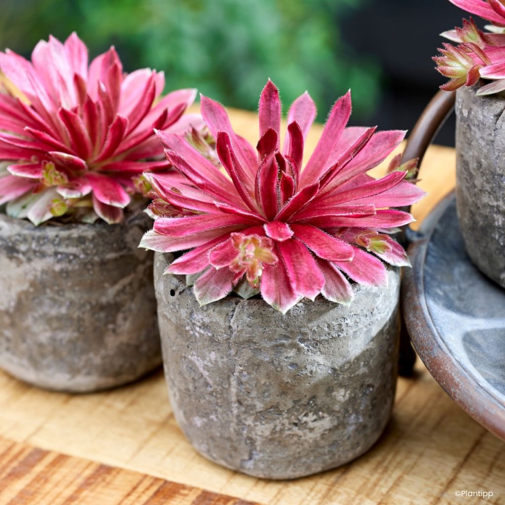 Sempervivum Chick Charms Lotus Blossom - Joubarbe