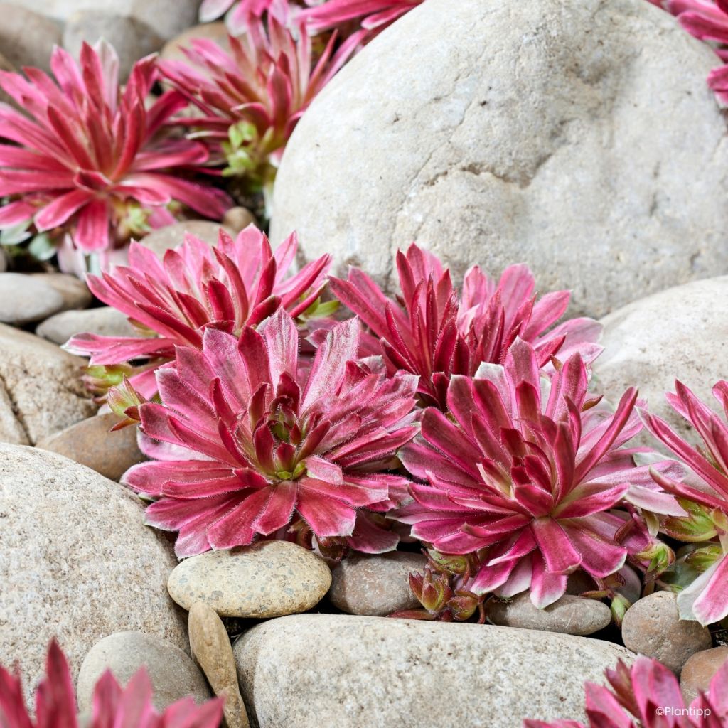 Sempervivum Chick Charms Lotus Blossom - Joubarbe