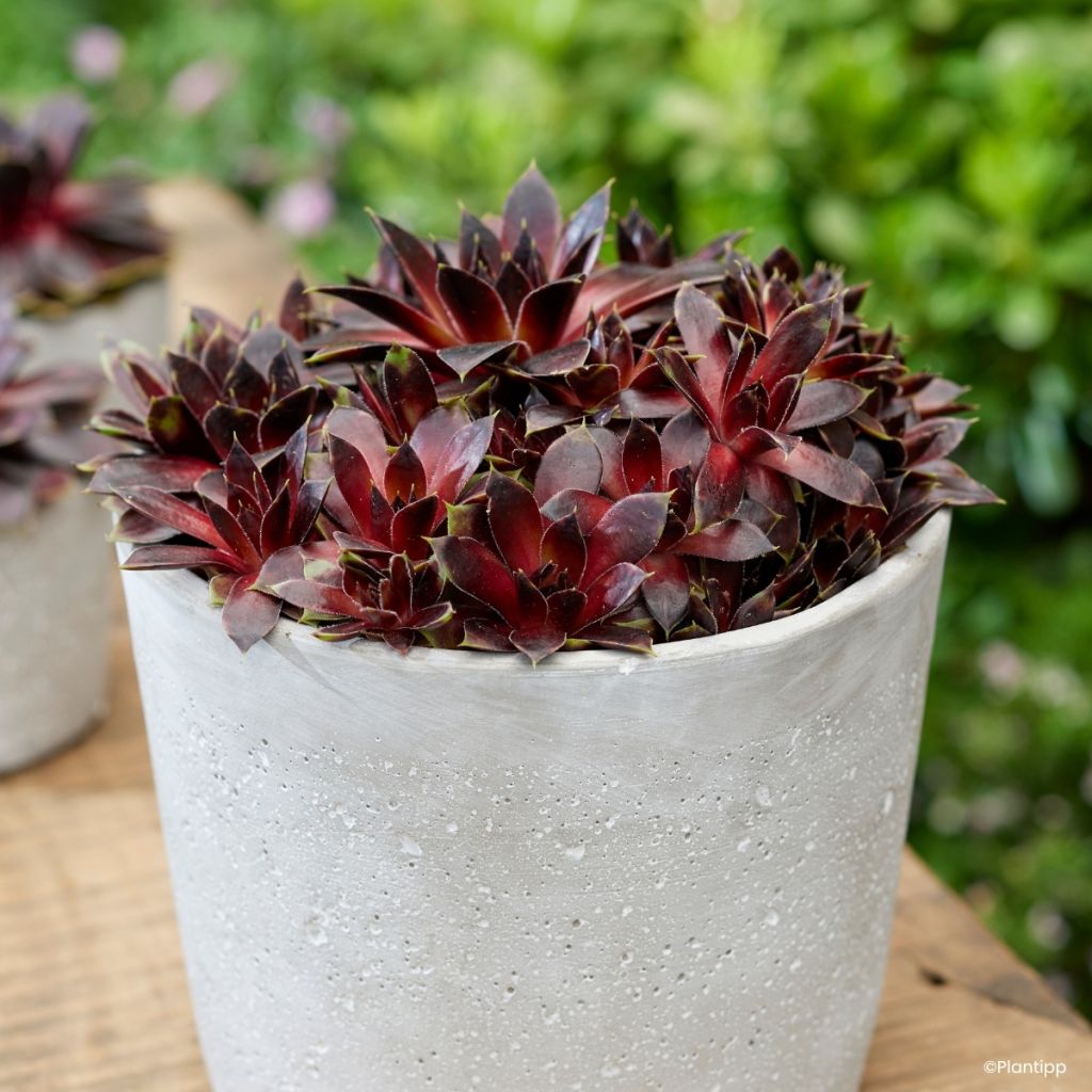 Sempervivum Colorockz Coconut Crystal - Joubarbe