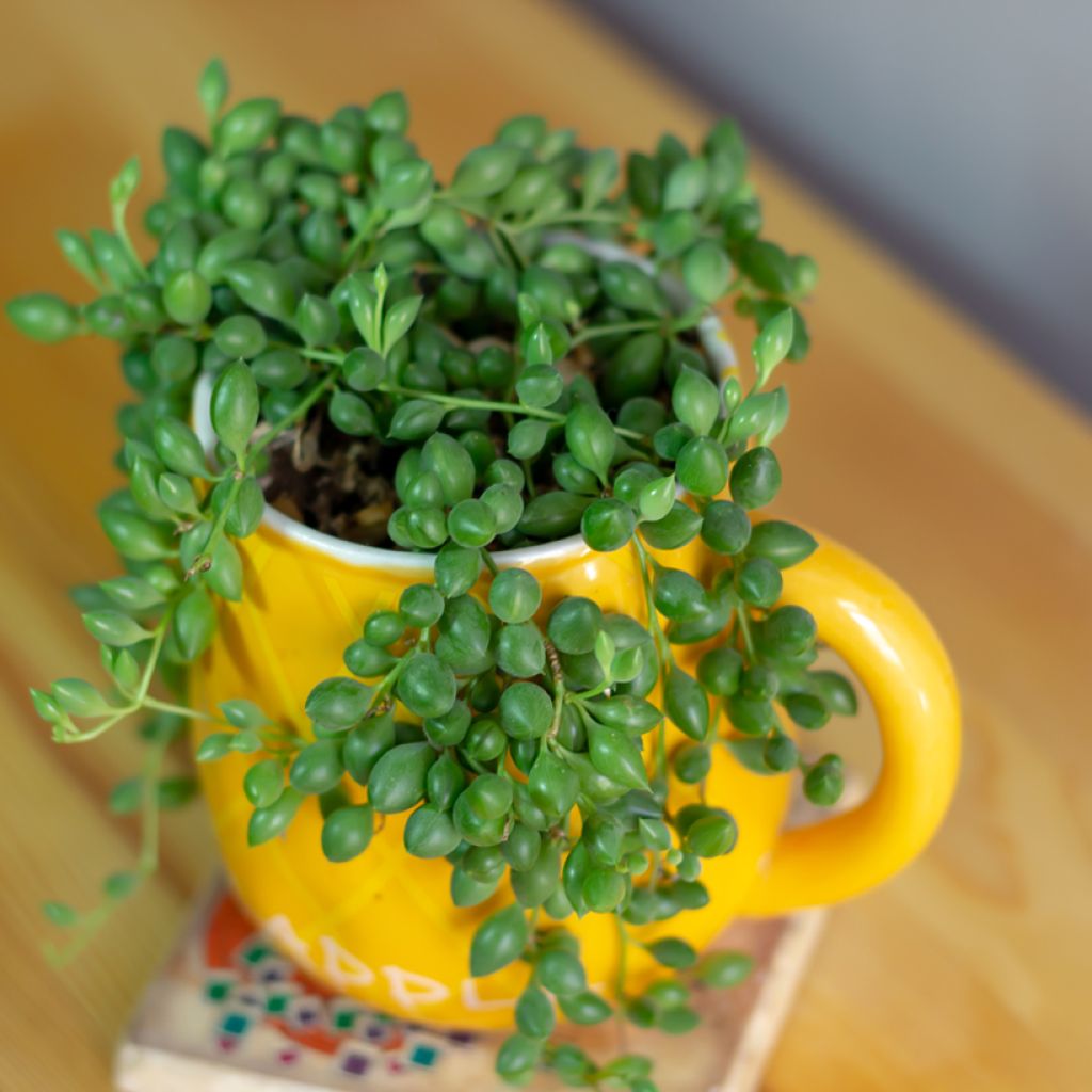 Senecio herreianus - Collier de perles