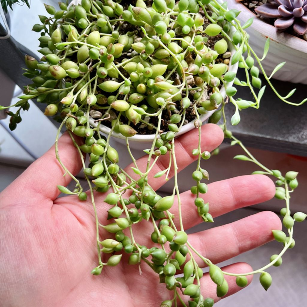Senecio herreianus - Collier de perles