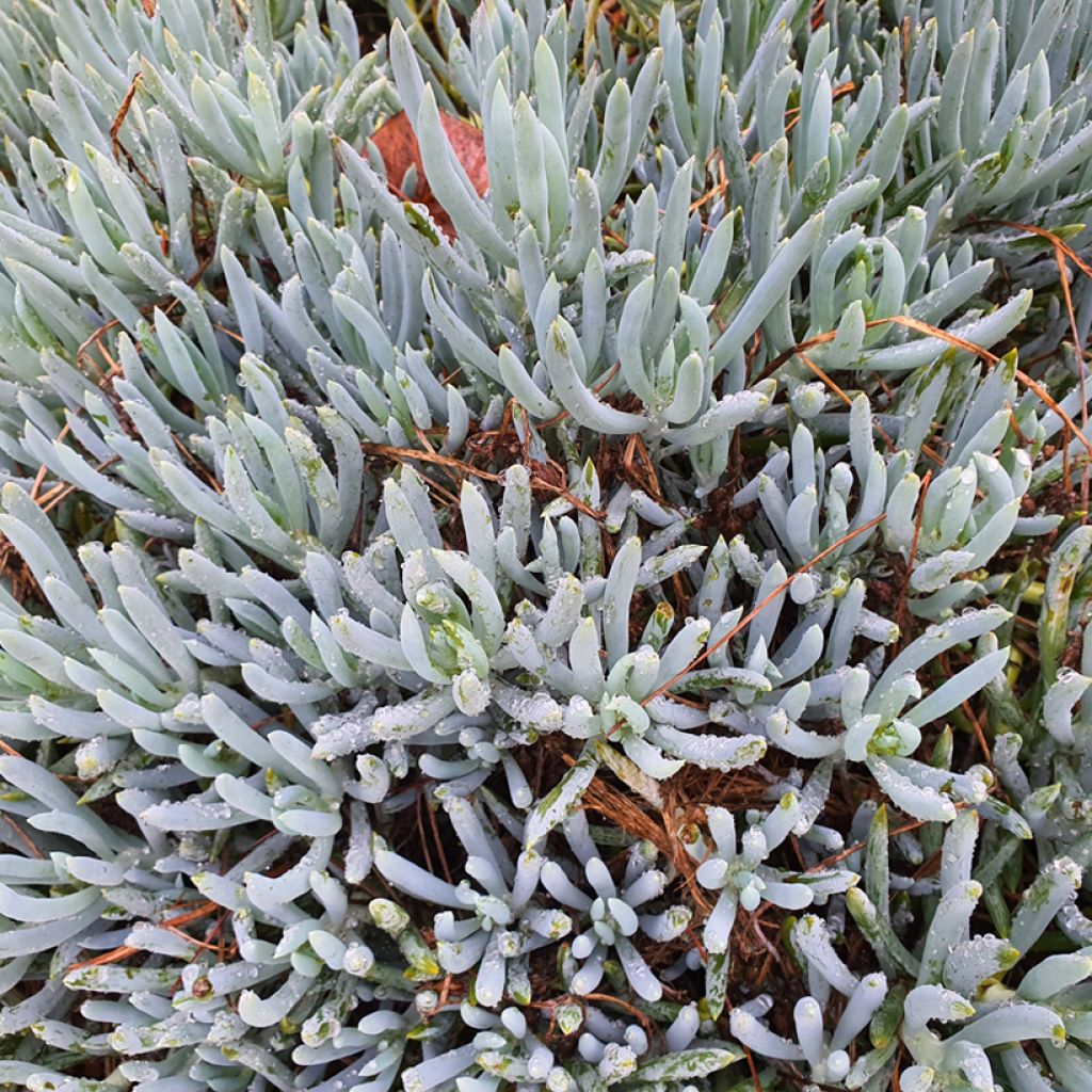Senecio serpens Dwarf Blue