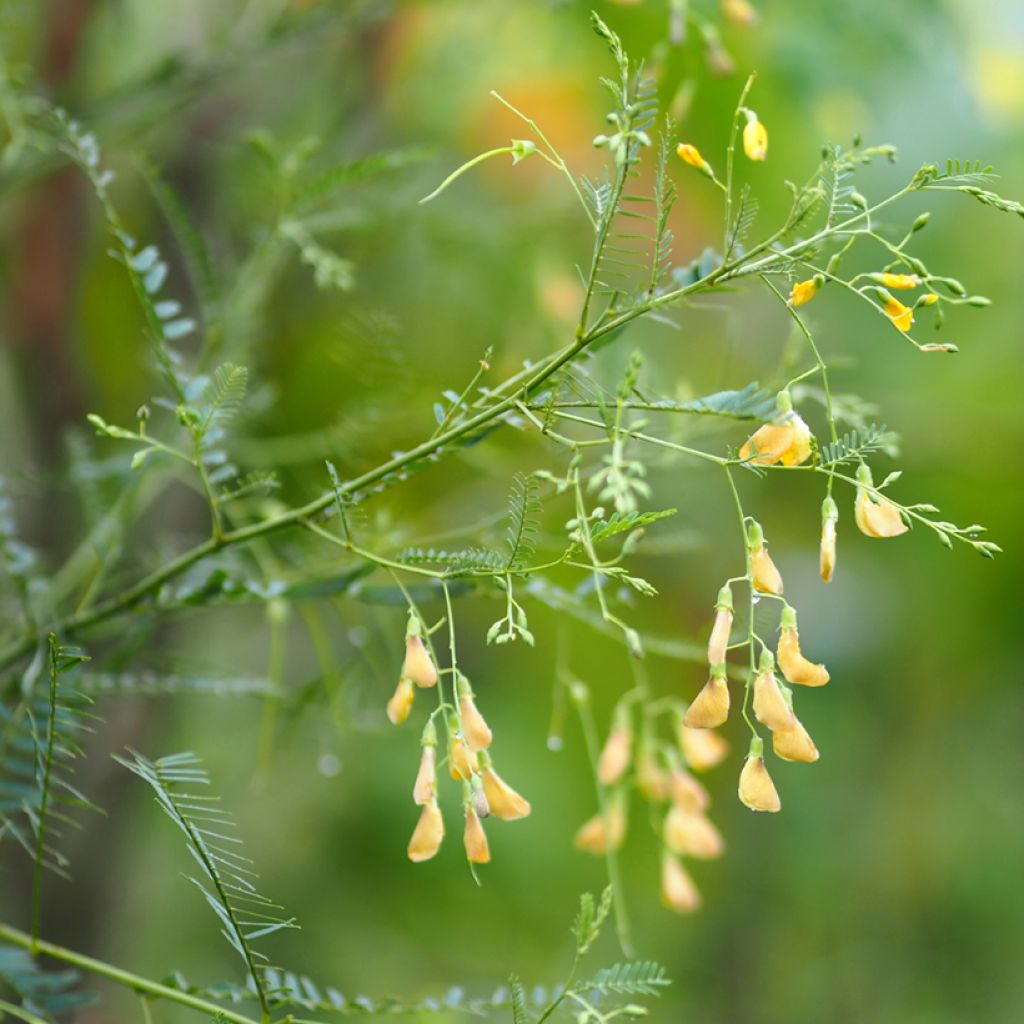 Sesbania javanica - Sesbanie de Java