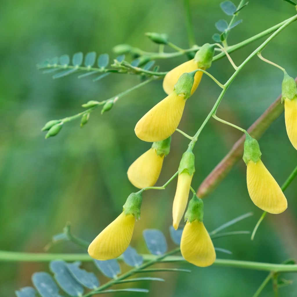 Sesbania javanica - Sesbanie de Java