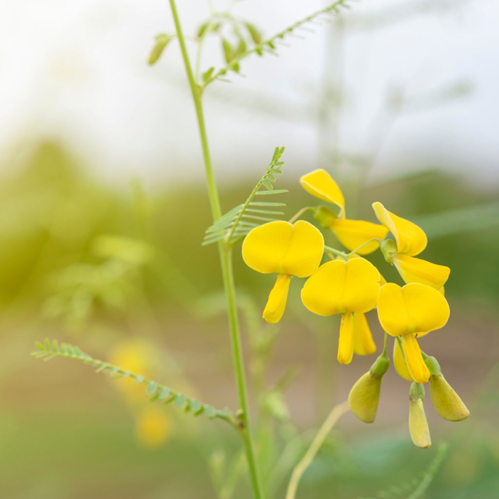 Sesbania javanica - Sesbanie de Java