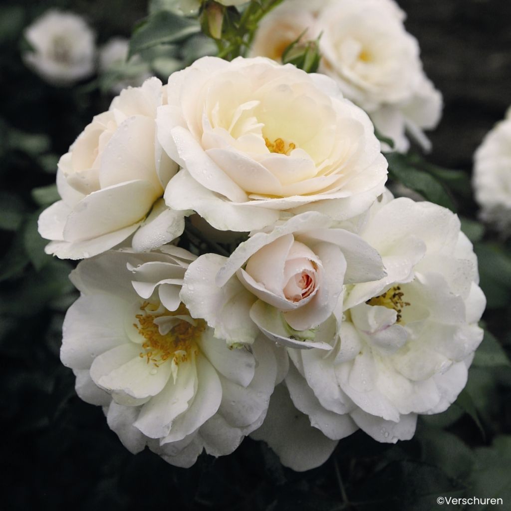 Rosier à fleurs groupées Martin Luther Rose