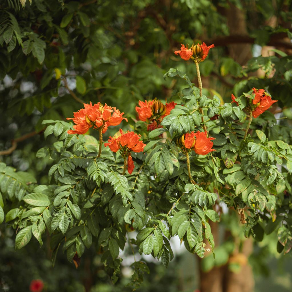 Spathodea campanulata - Tulipier du Gabon
