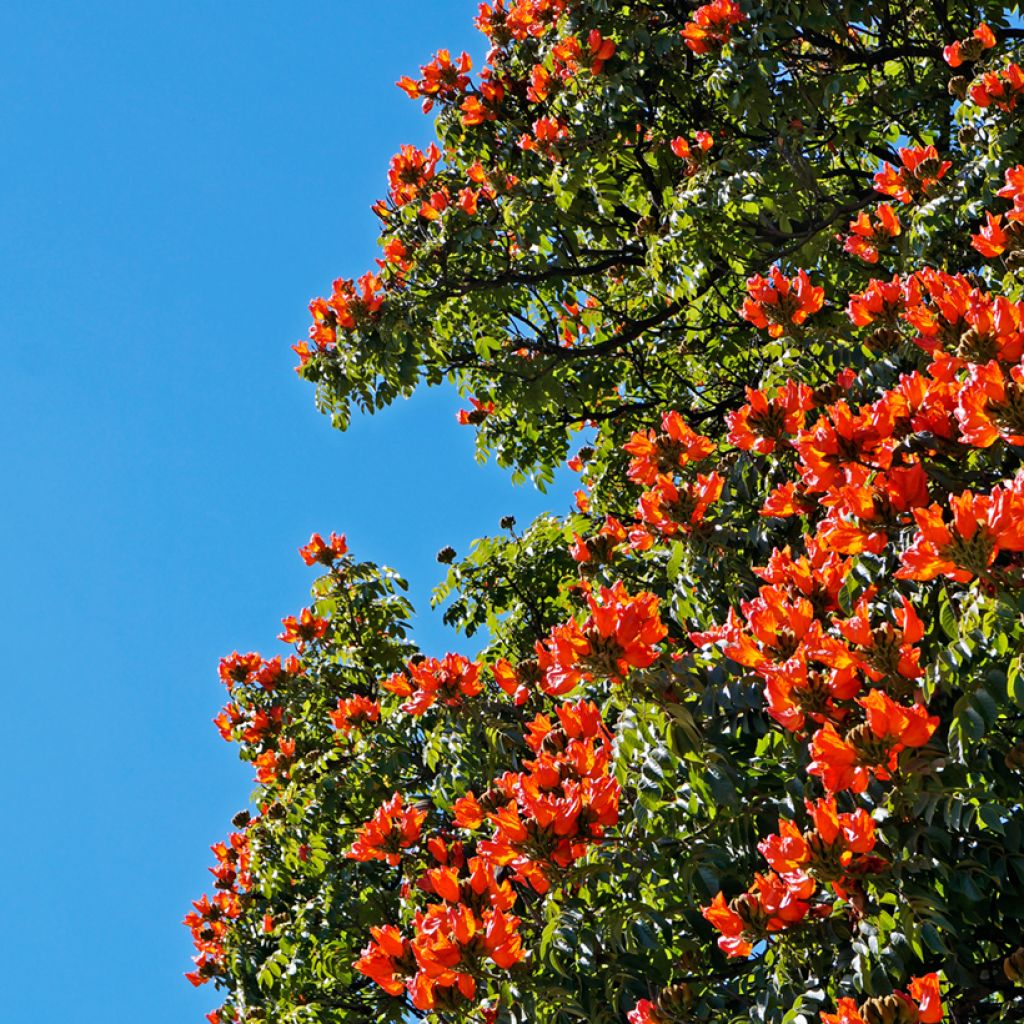 Spathodea campanulata - Tulipier du Gabon