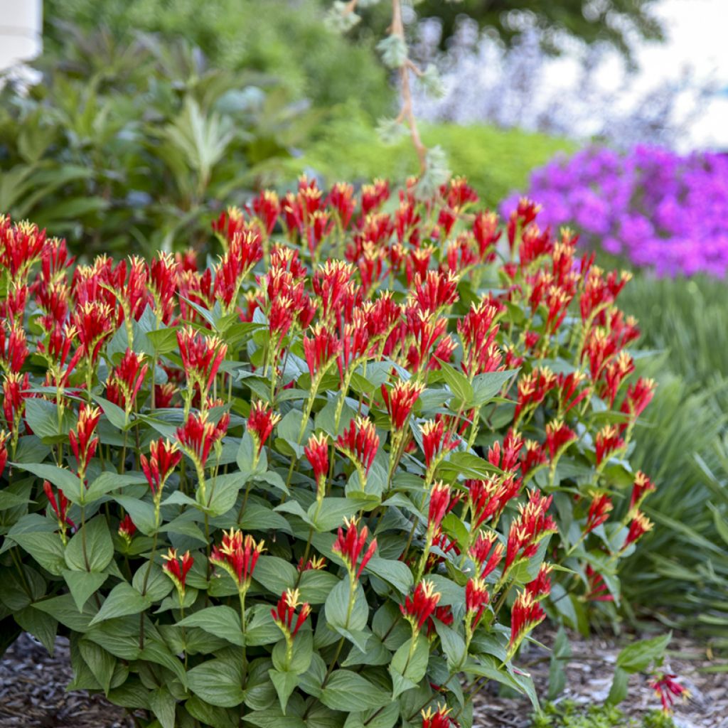 Spigelia marilandica Little Red Head - Spigélie du Maryland