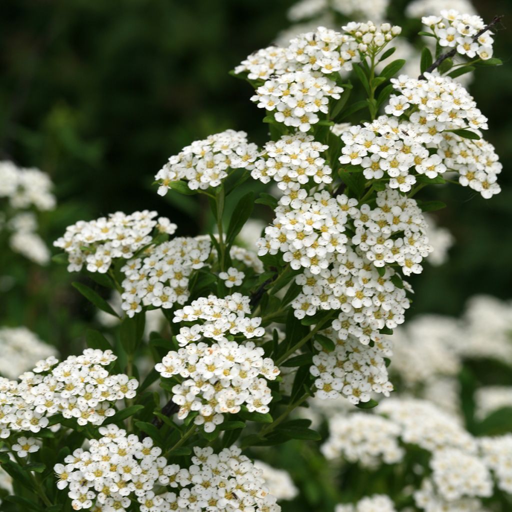 Spiraea nipponica Wedding Cake - Spirée japonaise