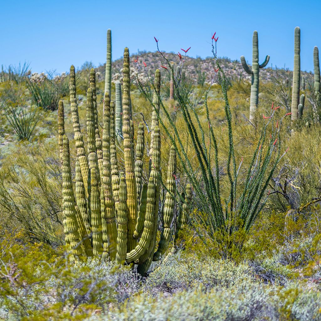 Stenocereus thurberi - Cactus orgue
