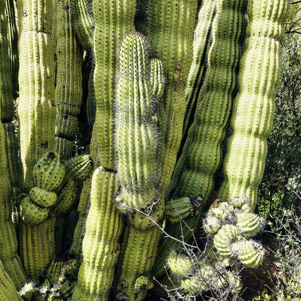Stenocereus thurberi - Cactus orgue