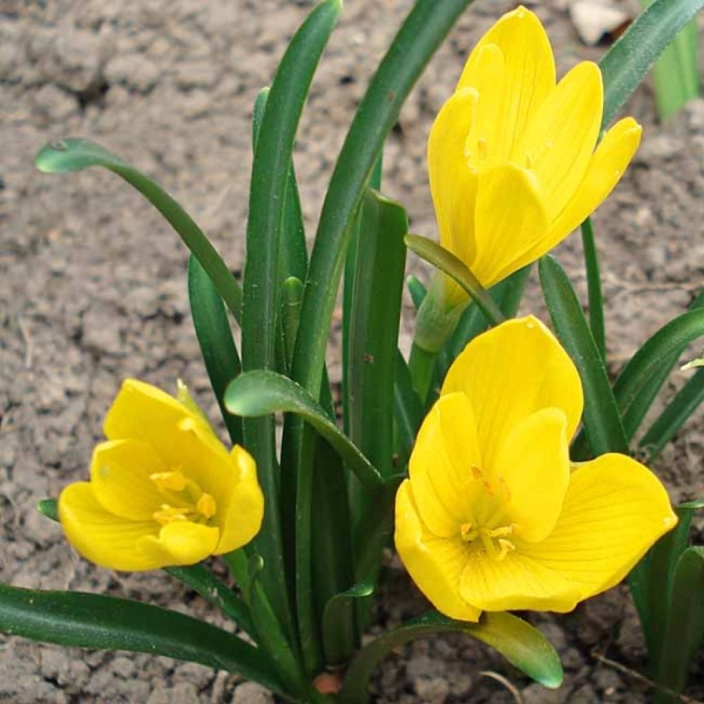 Sternbergia Lutea (faux crocus)