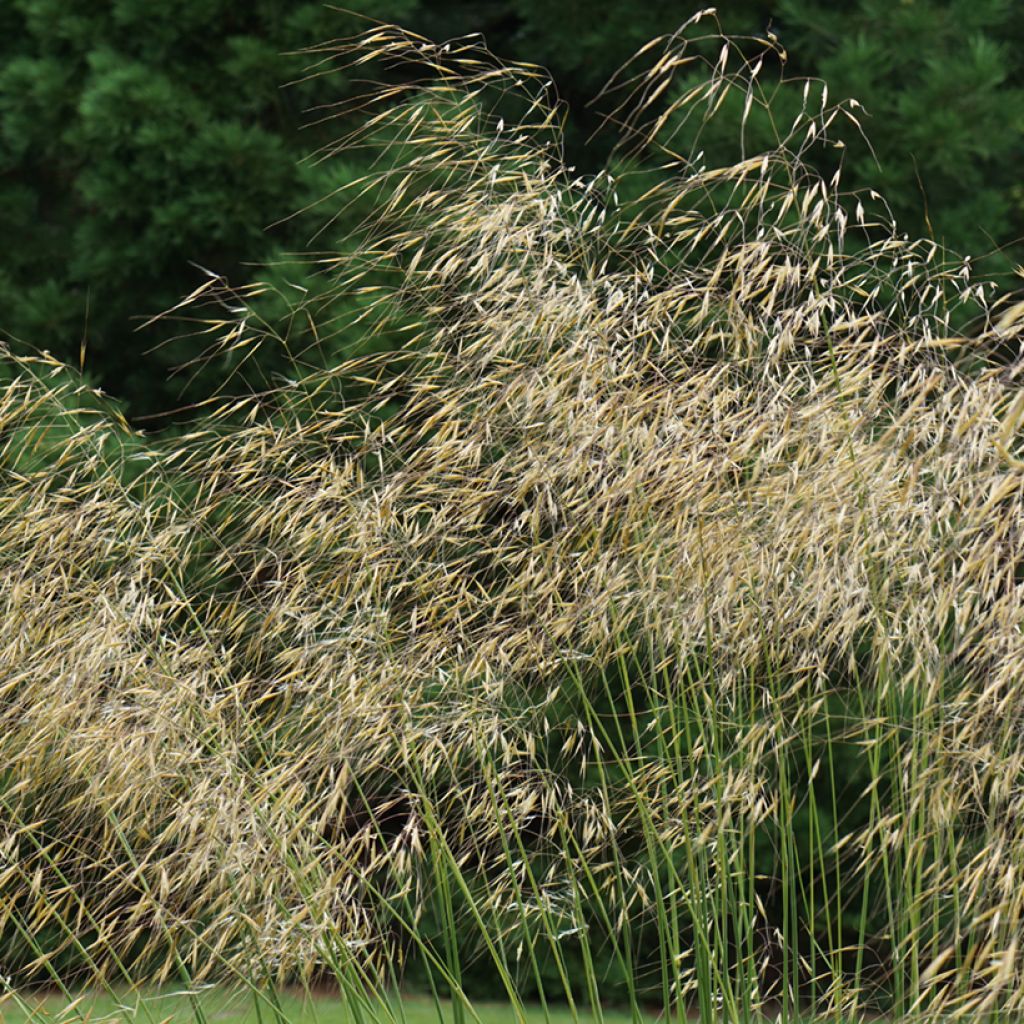 Stipa gigantea - Stipe géante