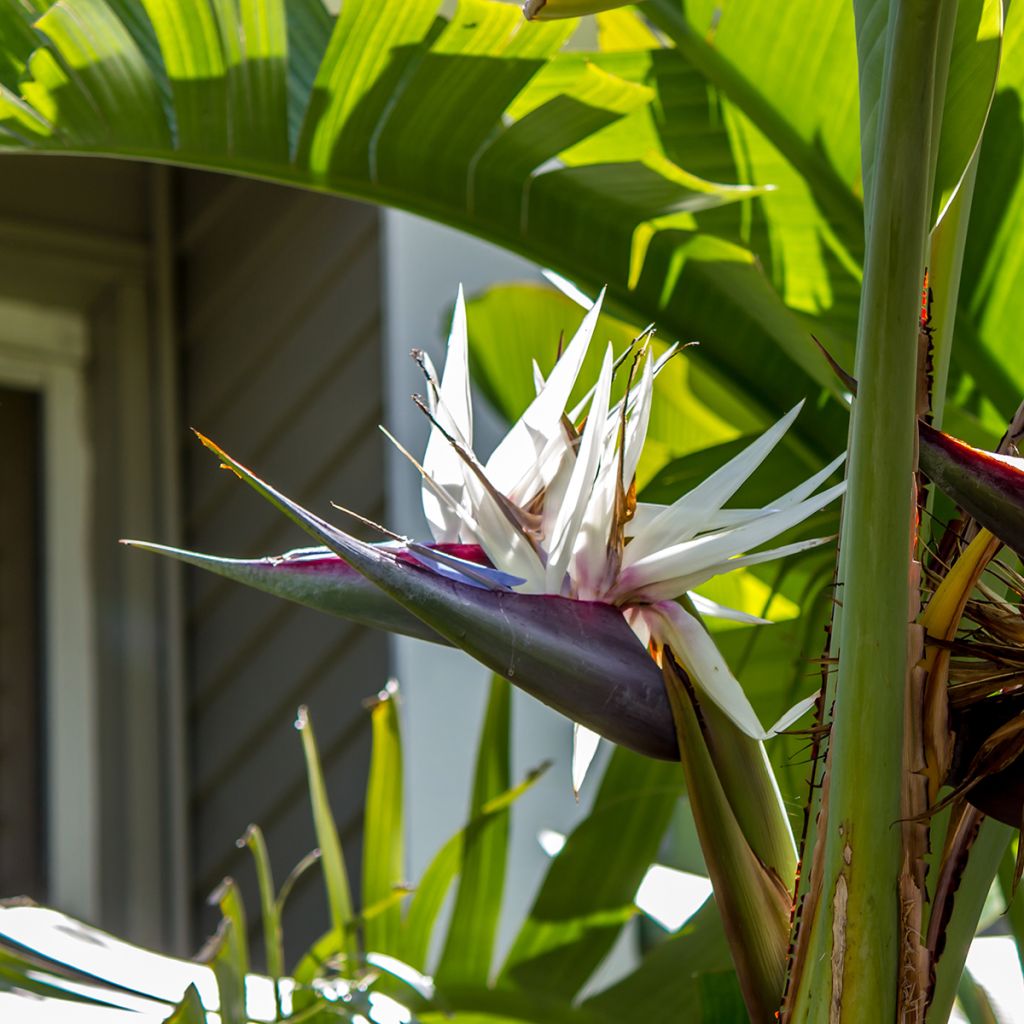 Graines d'Oiseau de Paradis blanc - Strelitzia nicolai