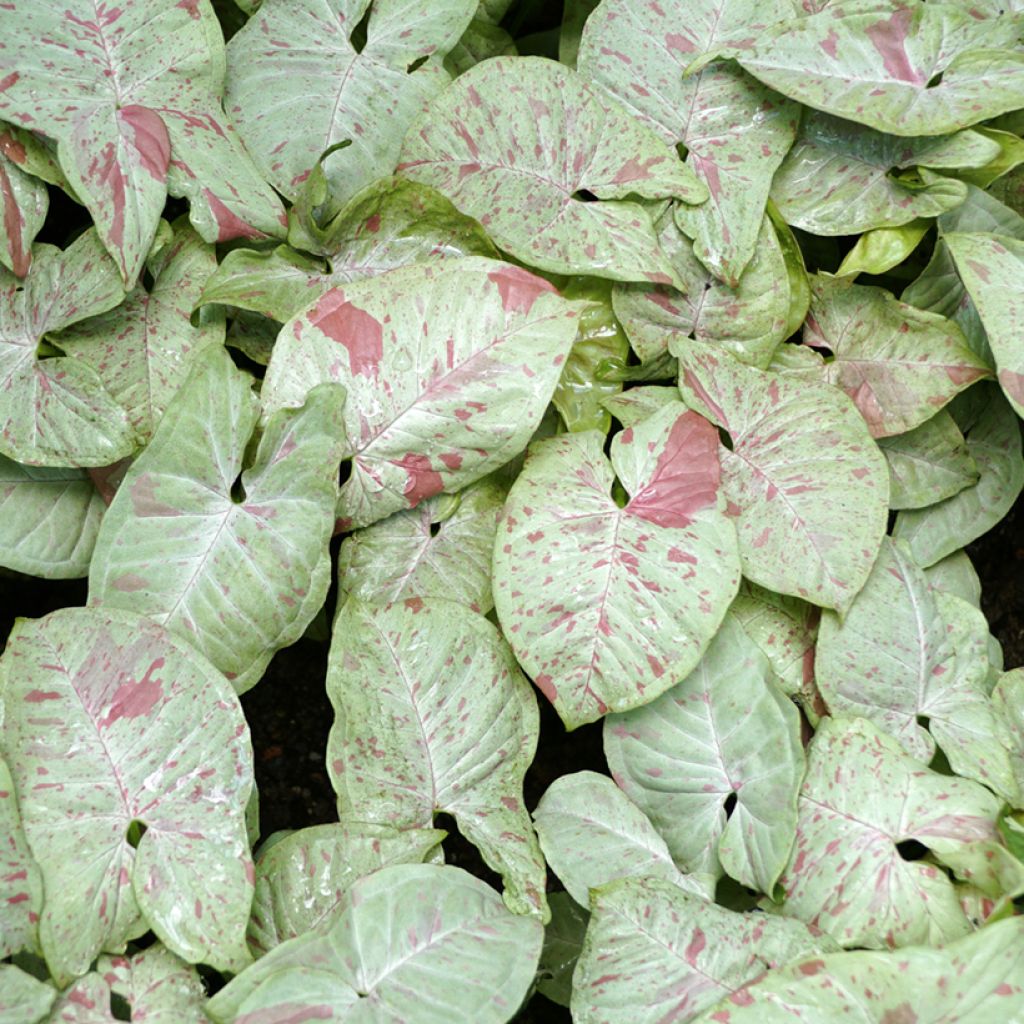 Syngonium Confetti