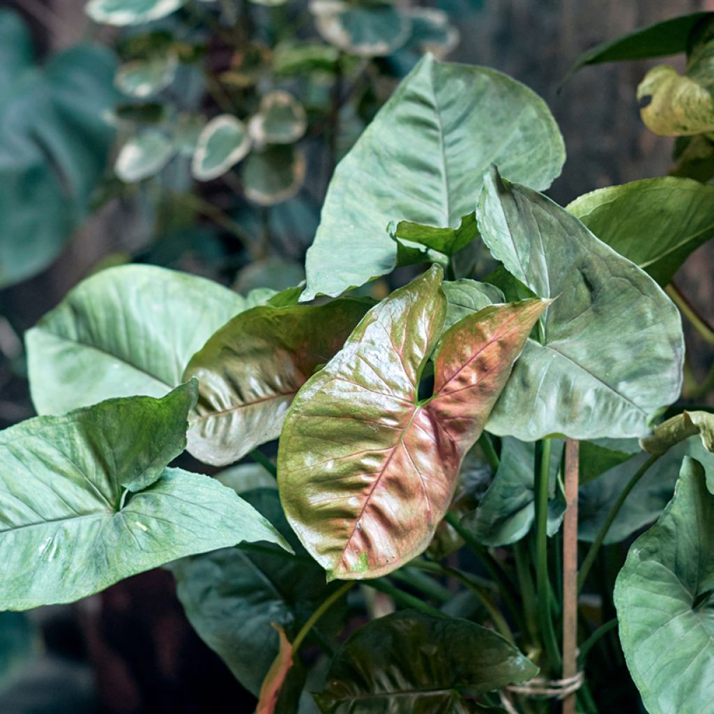 Syngonium Maria Allusion