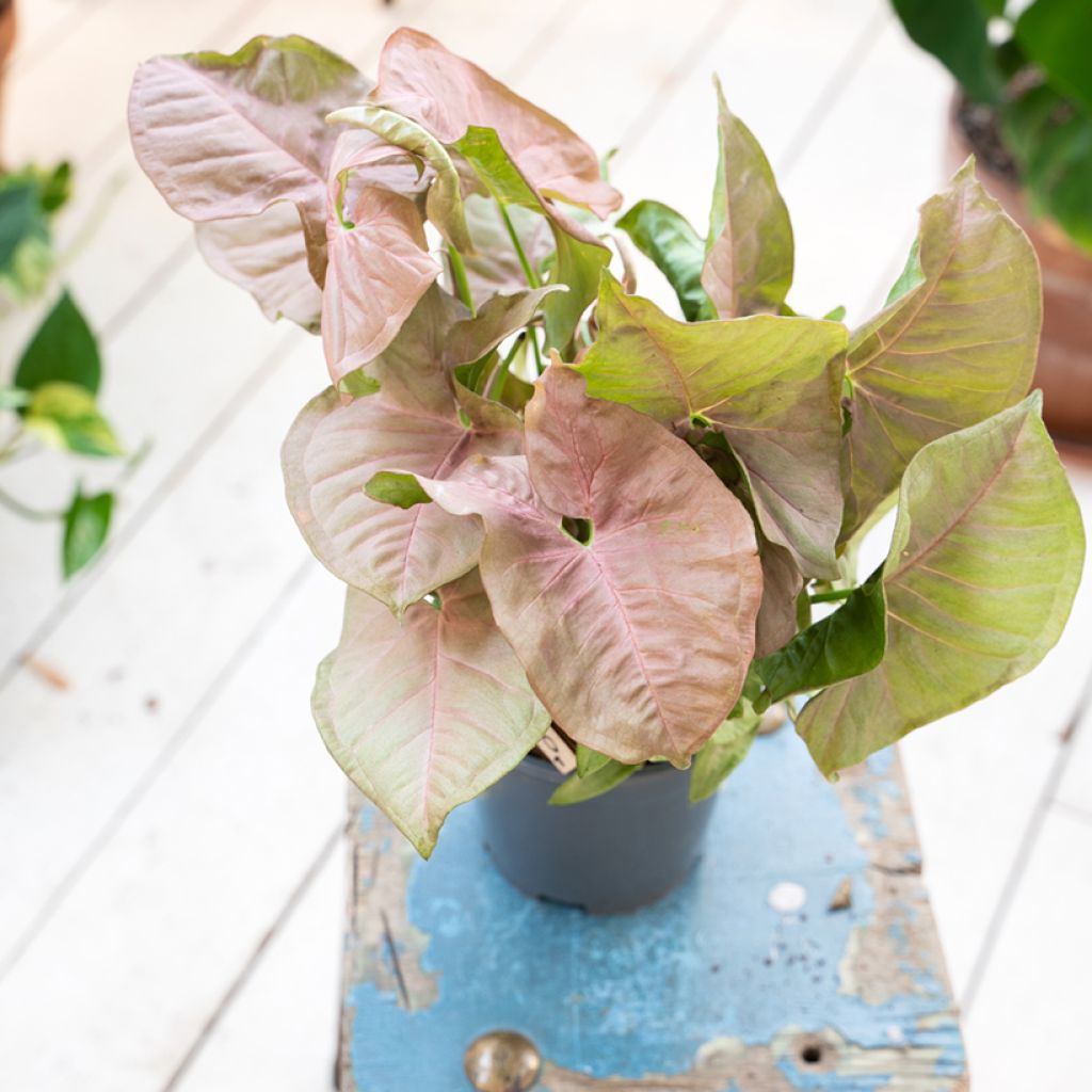 Syngonium Neon Robusta