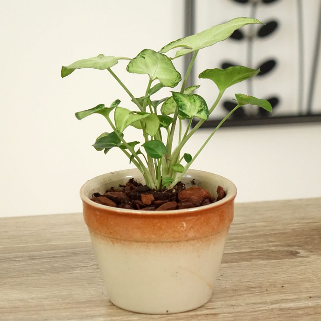 Syngonium Snow White - Patte d'oie