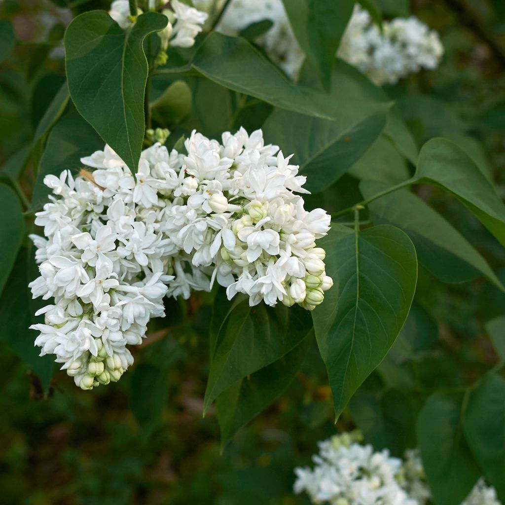 Lilas - Syringa vulgaris Madame Lemoine