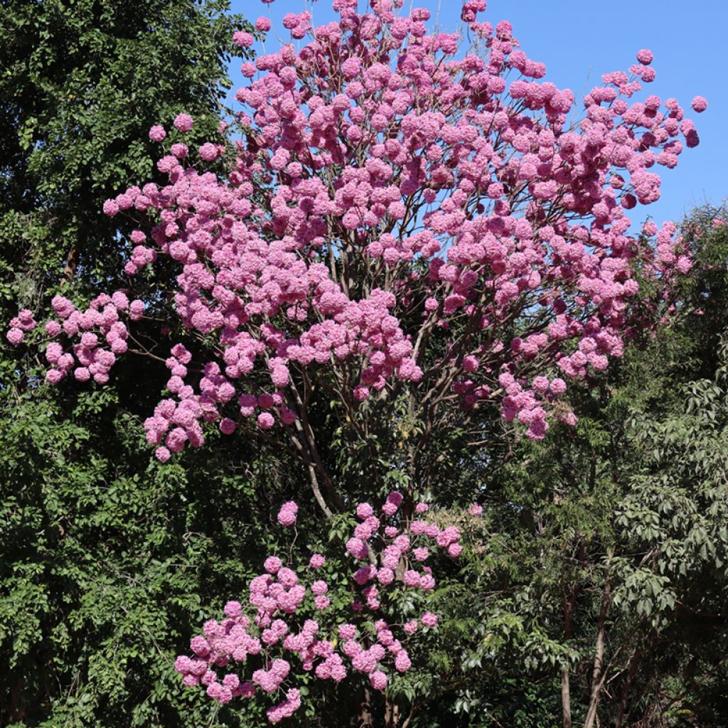 Tabebuia impetiginosa - Lapacho