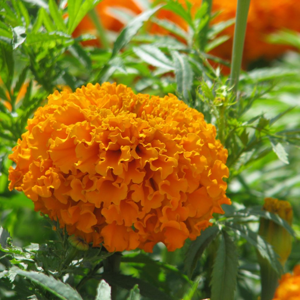 Graines de Rose d’Inde Hawaï - Tagetes erecta